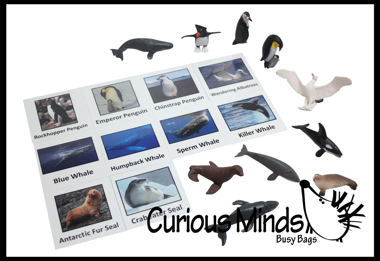 Animal Match - ANTARCTICA - Miniature Animals with Matching Cards - 2 Part Cards.  Montessori learning toy, language materials - Antarctic Animals