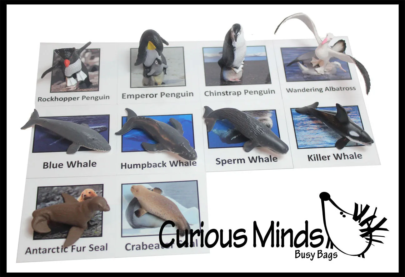 Animal Match - ANTARCTICA - Miniature Animals with Matching Cards - 2 Part Cards.  Montessori learning toy, language materials - Antarctic Animals