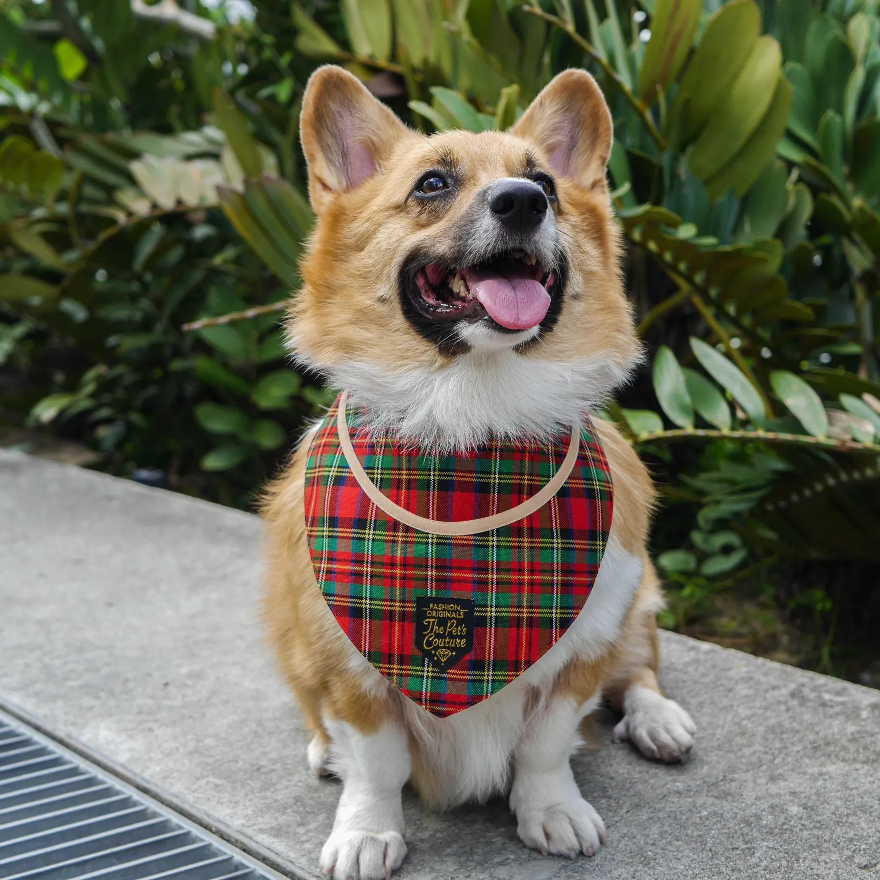 Bandanas - Royal Tartan Print with Brown Band