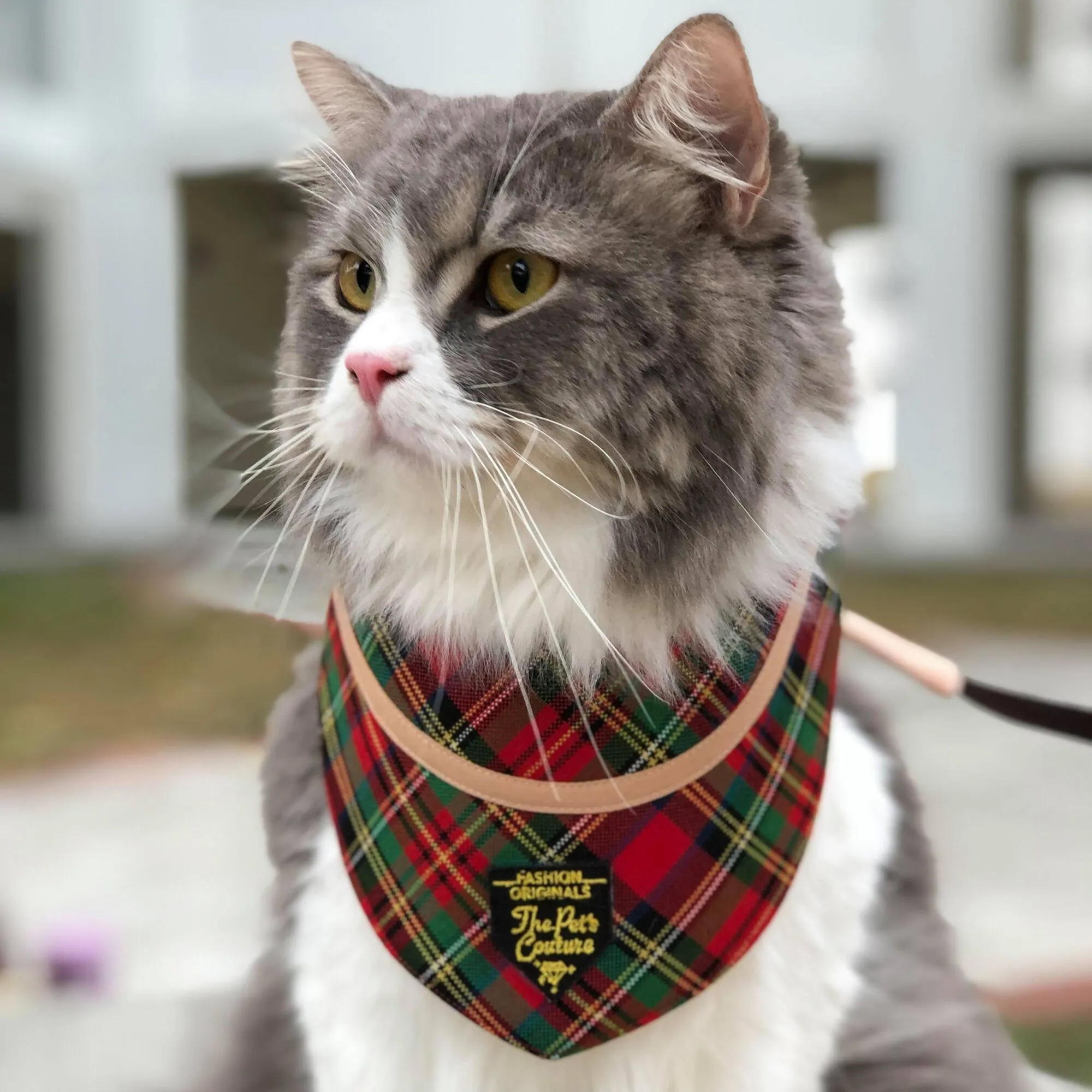 Bandanas - Royal Tartan Print with Brown Band
