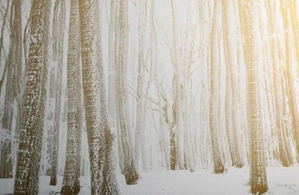 Custom Wallpaper Mural Golden Forest after Snow (㎡)