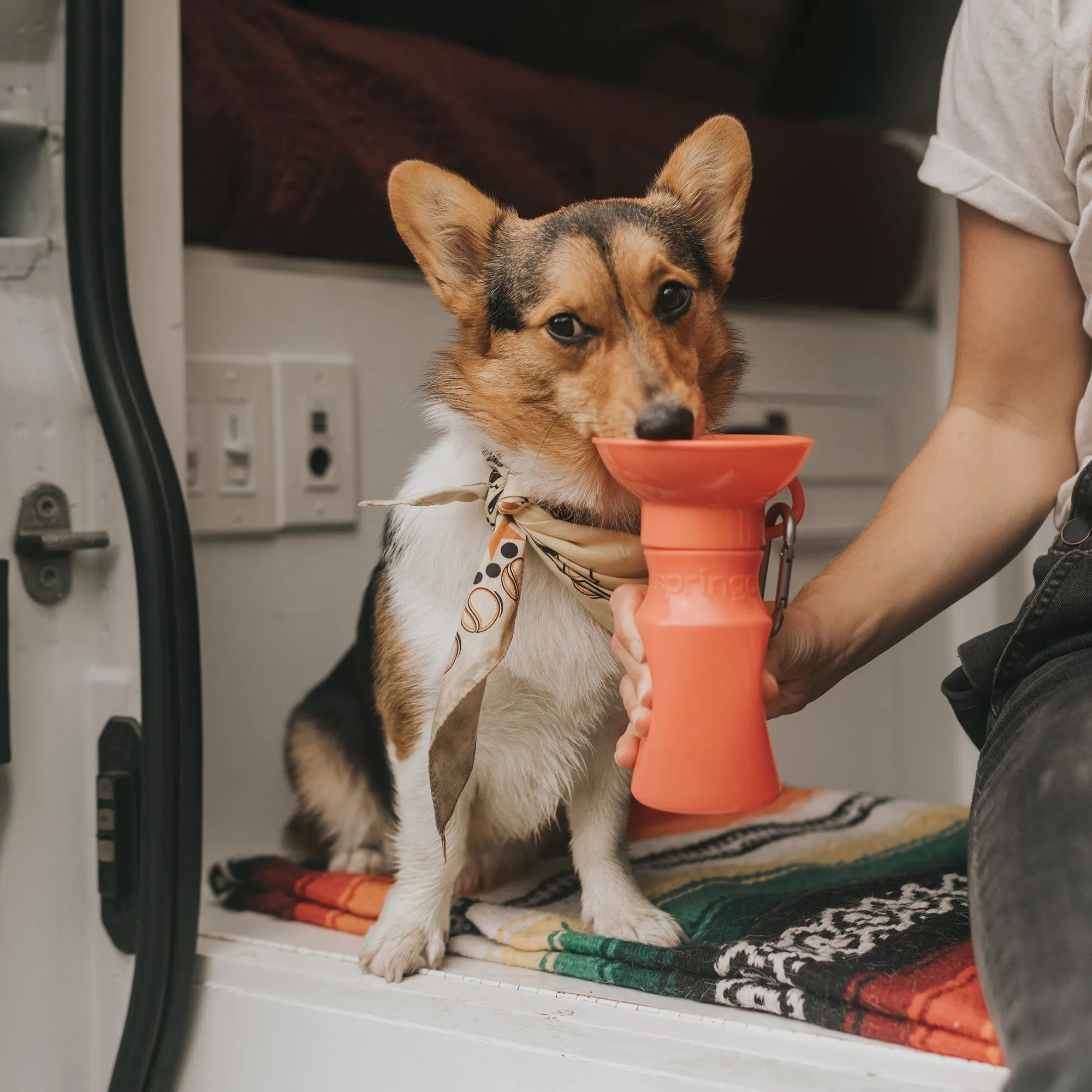 Dog Water Travel Bottle - 2 color options
