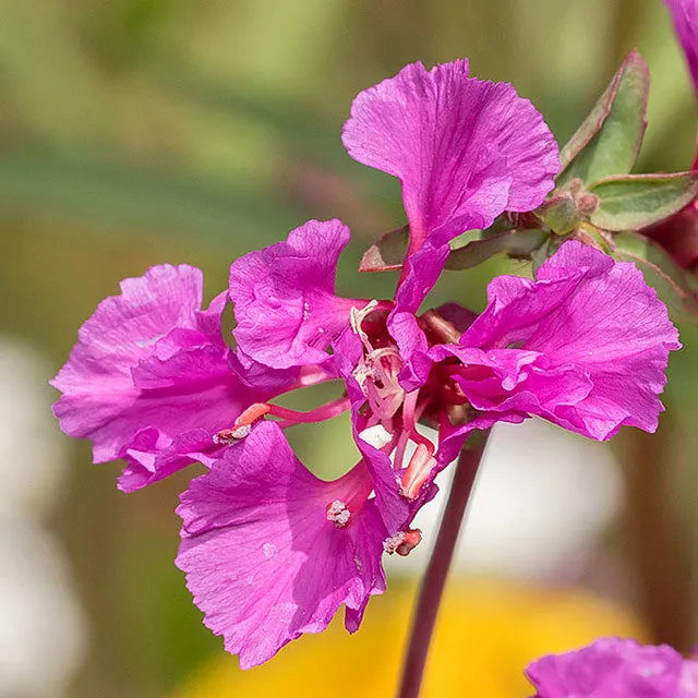 Elegant Clarkia Clarkia unguiculata 1000 seeds  USA Company