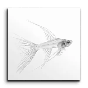 Ethereal Angelfish: Monochrome Serenity