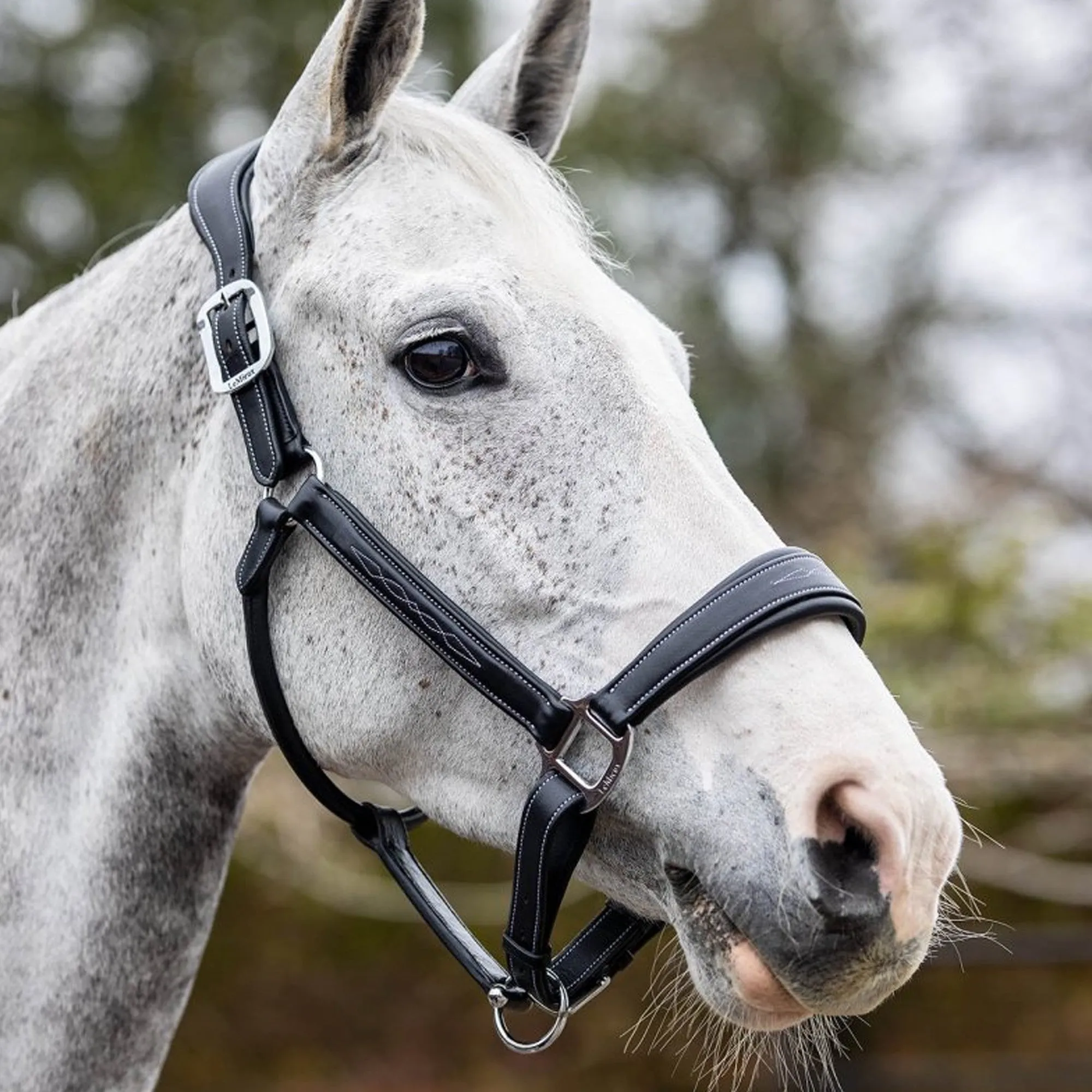 Lemieux Stitched Leather Headcollar