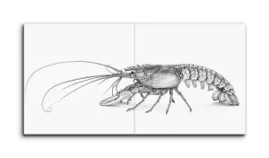 Lobster Anatomy: Monochrome Masterpiece