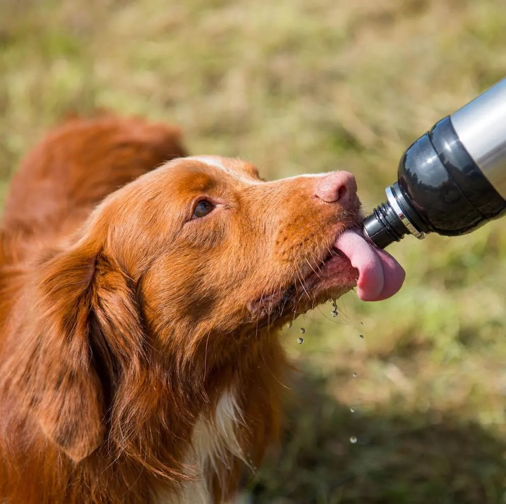 Long Paws Lick & Flow Pet Water Bottle