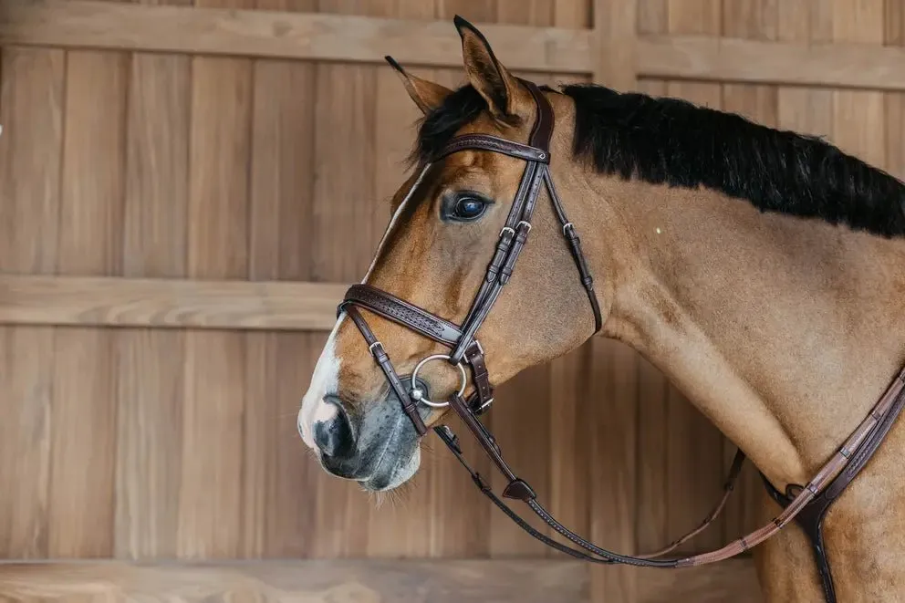 Plaited Flash Noseband Bridle with Pull back | Dyon | New English