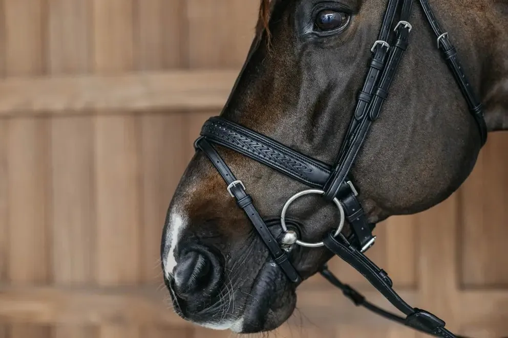 Plaited Flash Noseband Bridle with Pull back | Dyon | New English