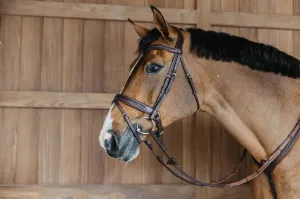 Plaited Flash Noseband Bridle with Pull back | Dyon | New English