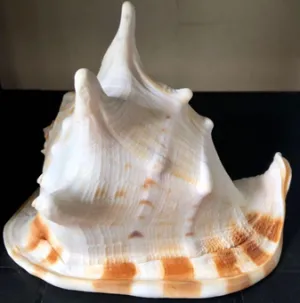 QUEEN HELMET SHELL