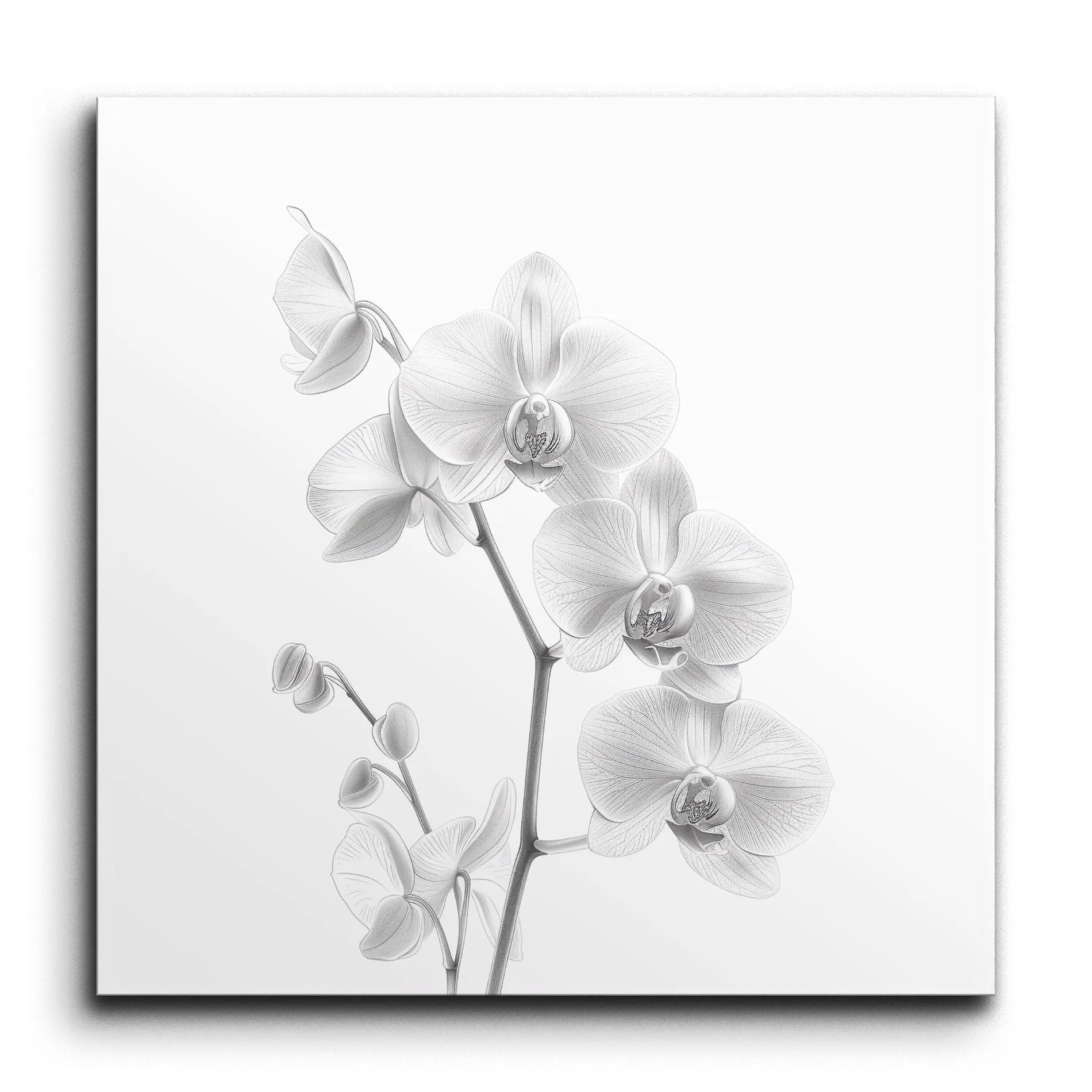 Serene Monochrome Orchid Elegance